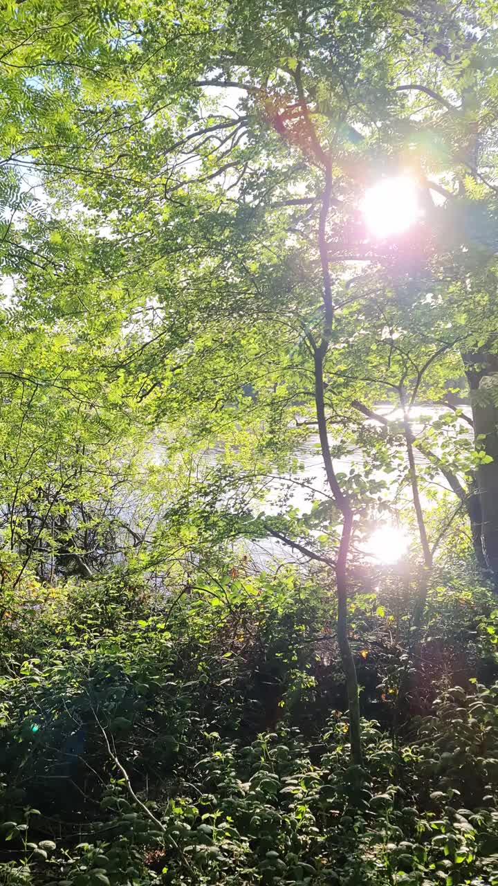 阳光透过绿树的叶子照射在平静的湖面上。视频素材