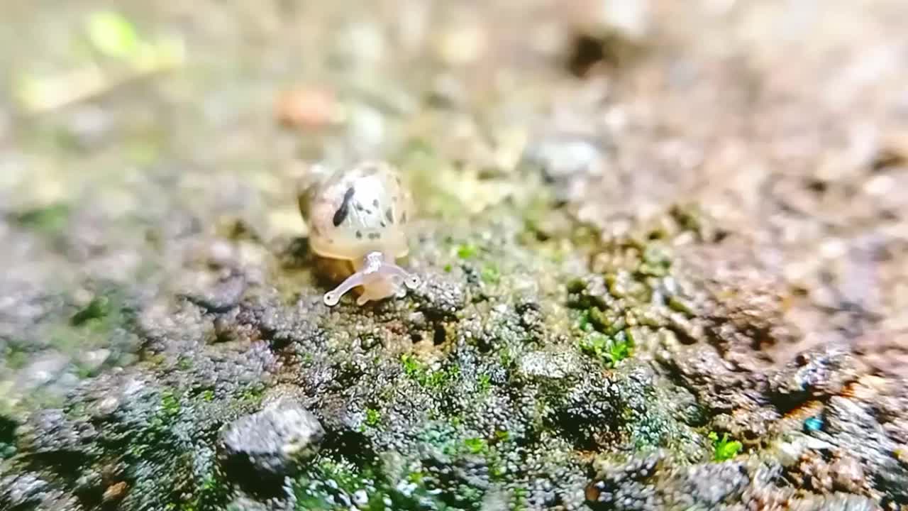 趴在地上的小非洲蜗牛视频下载