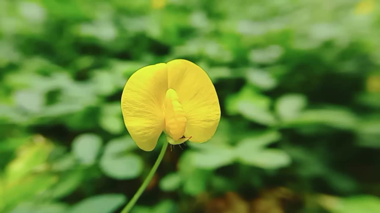 绿草中的黄花特写视频下载