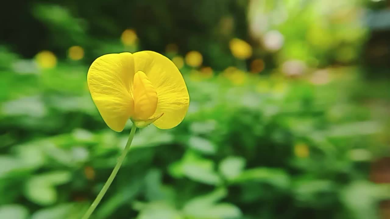 绿草中的黄花特写视频素材