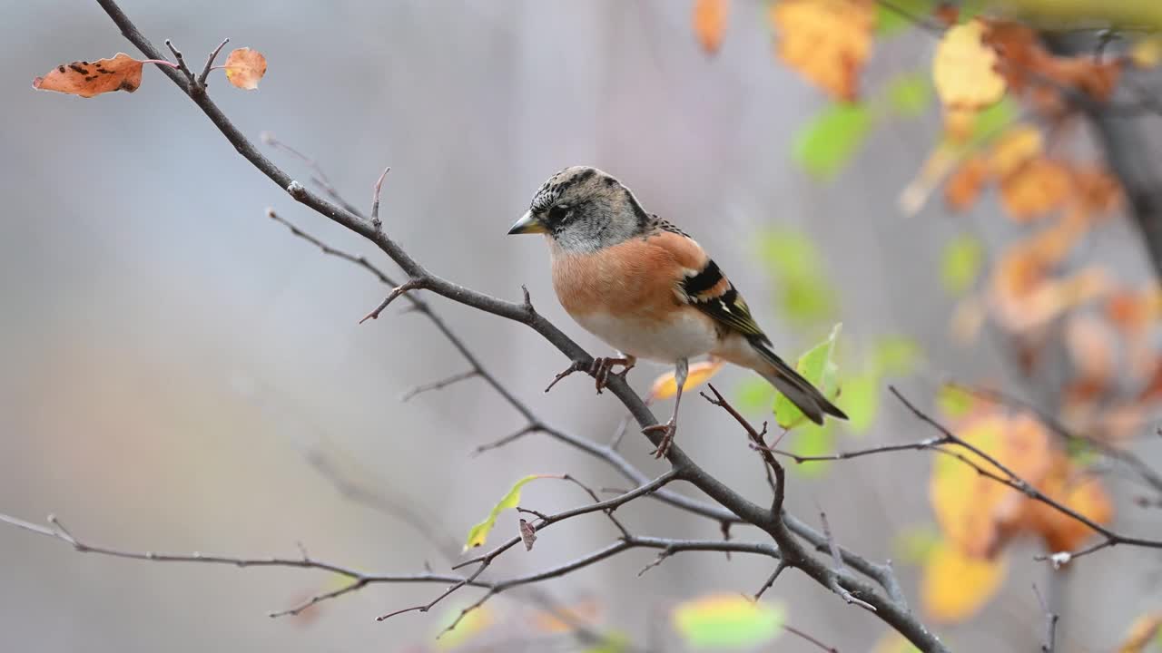 Brambling, Fringilla montifringilla。在野外视频素材