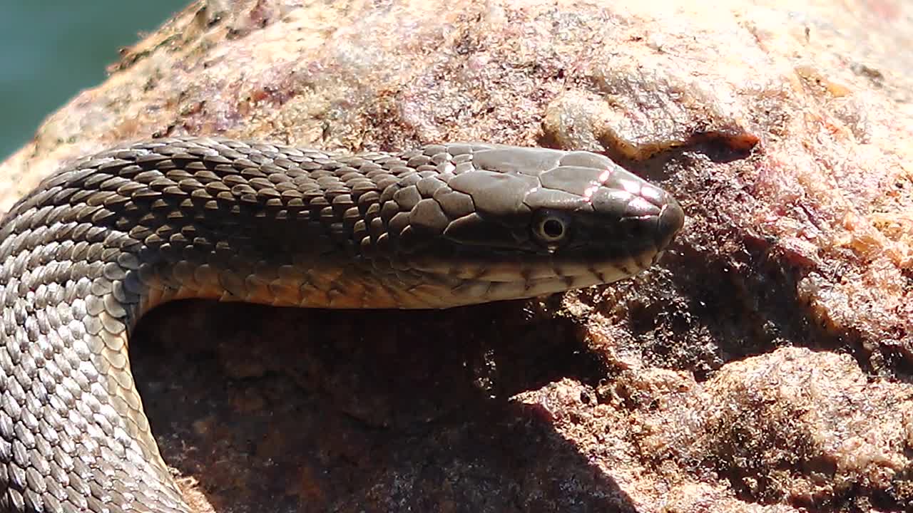 骰子蛇(Natrix tessellata)躺在一块石头上，哈兹贝河口，乌克兰视频下载