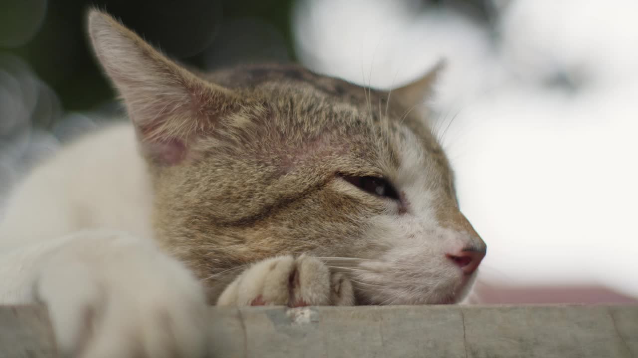 昏昏欲睡的亚洲猫在户外放松。特写镜头视频素材