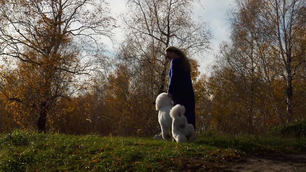 高加索成年30-35岁女性在外面与白色贵宾犬玩耍视频素材