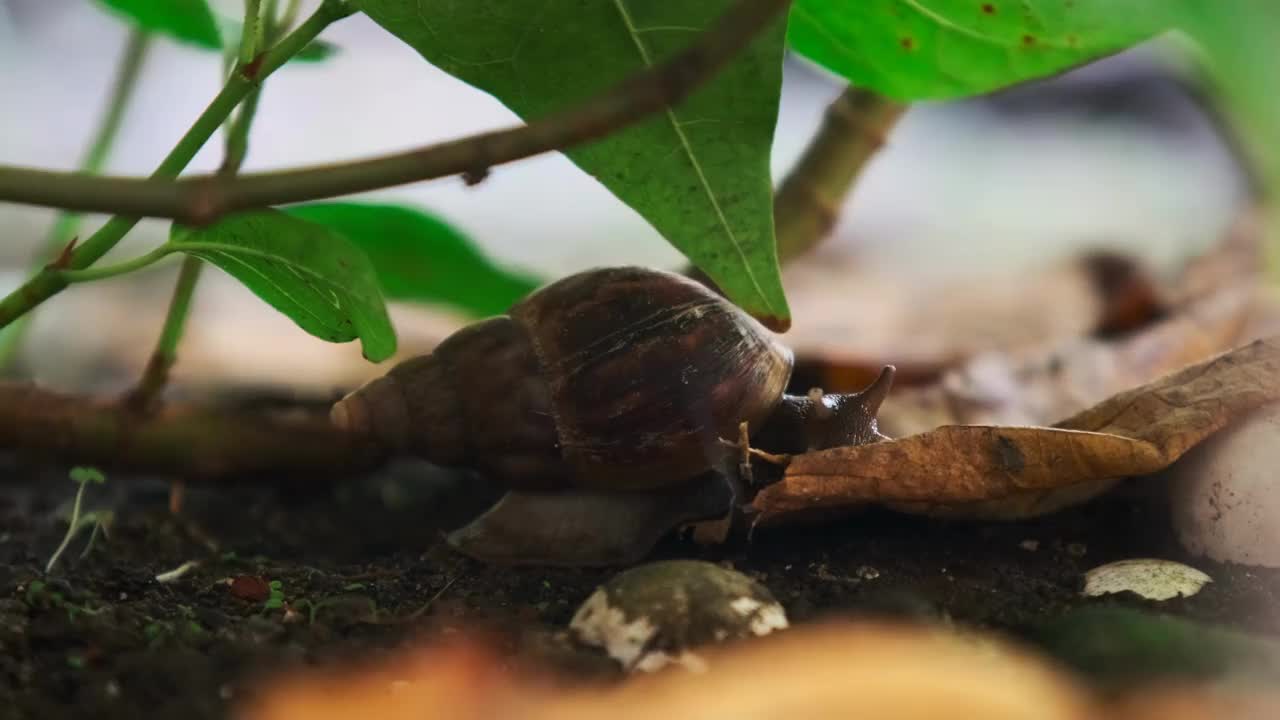 蜗牛视频素材