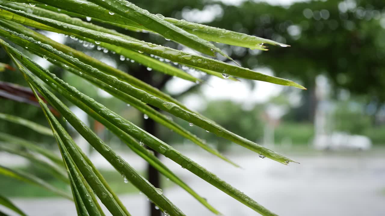 雨滴落在棕榈树的叶子上，自然的动景视频下载