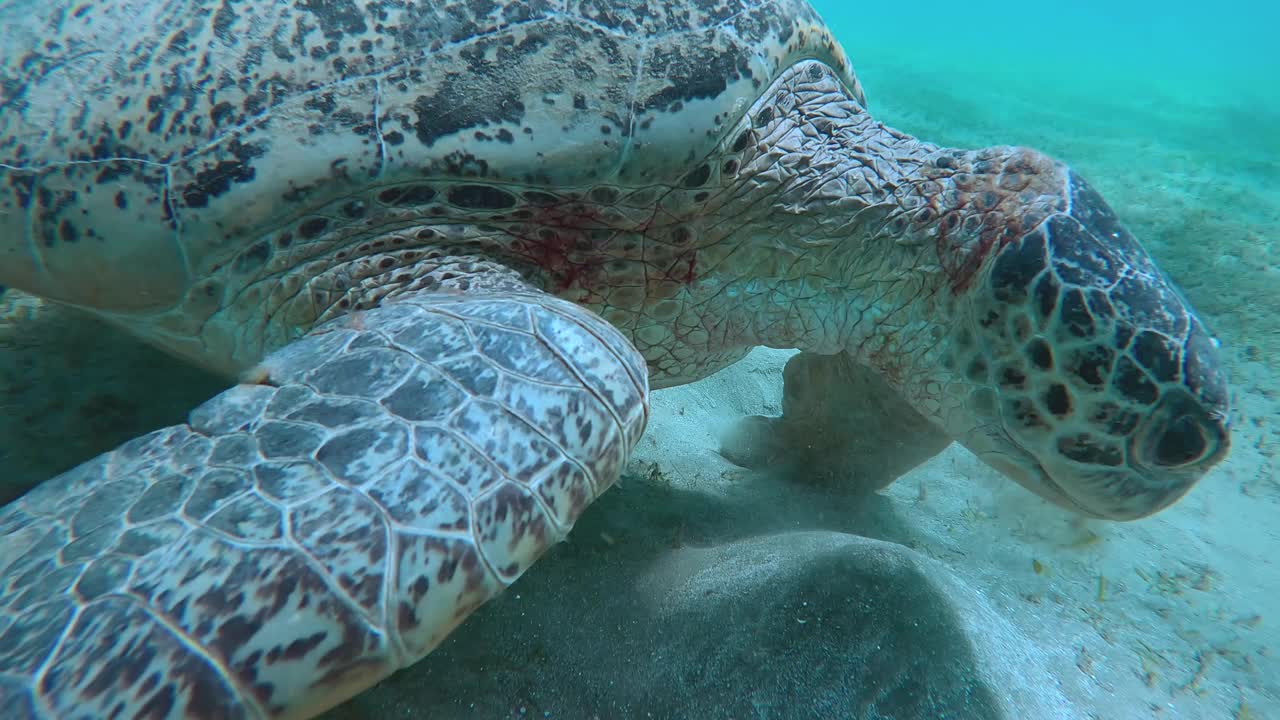 海龟咀嚼海草在海底缓慢移动的特写视频素材