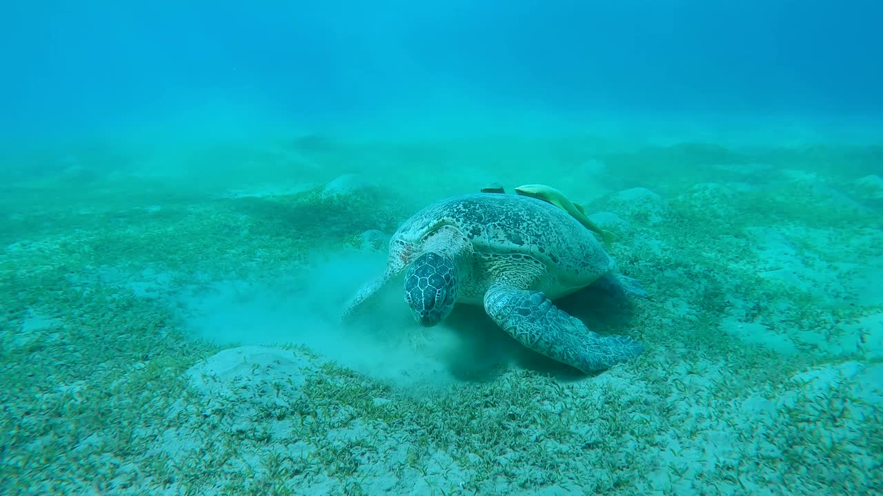 海龟在海底沙滩上吃绿色海草，慢镜头视频素材