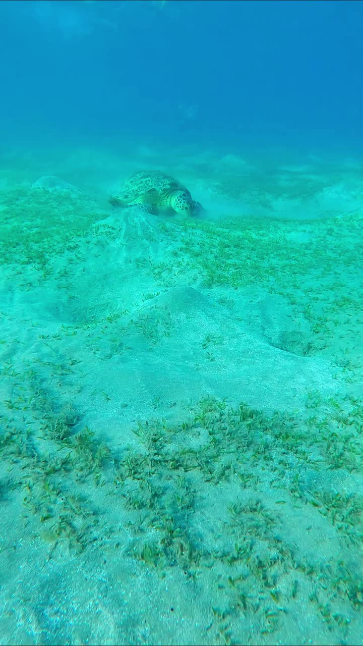 接近一只在多山的海底吃草的海龟，慢镜头视频素材