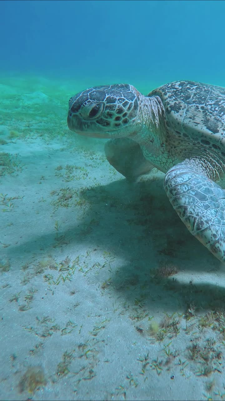 海龟慢慢地游过海底咀嚼海草的特写视频素材