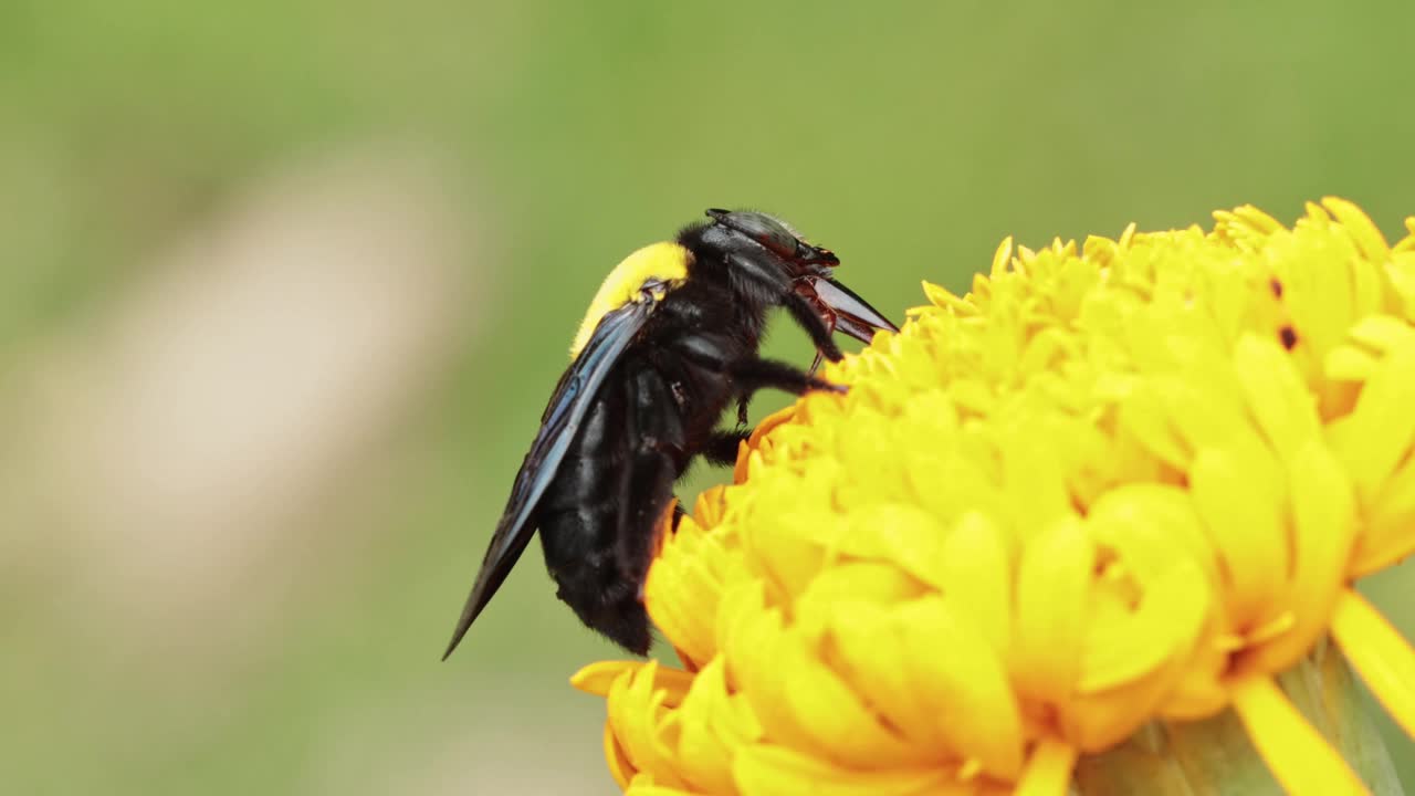 大木蜂从黄花上采集花粉视频下载