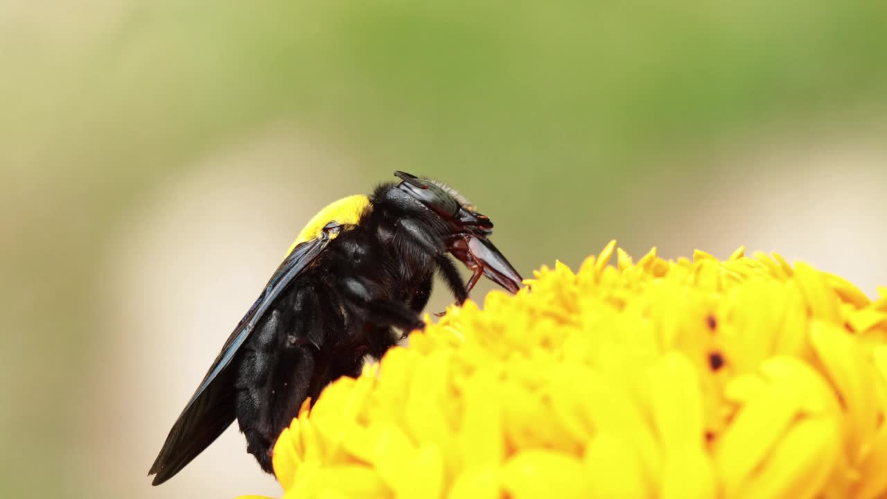 大木蜂从黄花上采集花粉视频素材