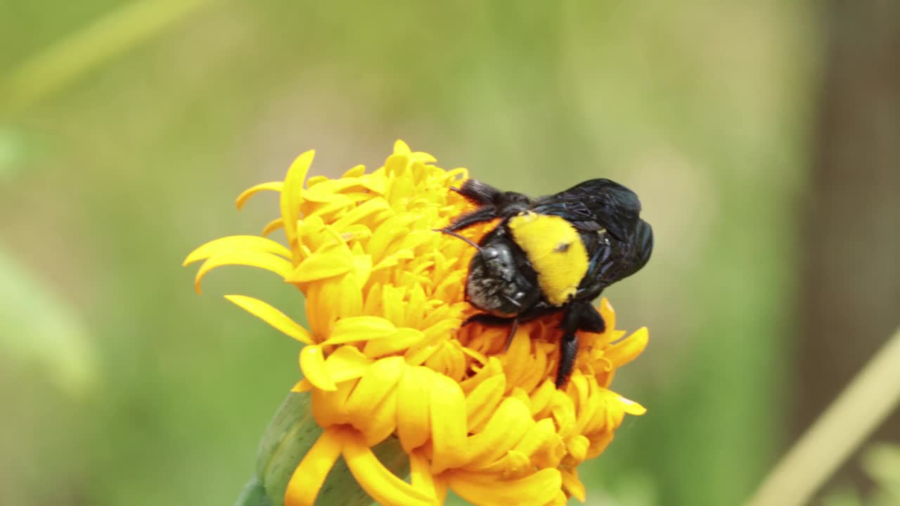 大木蜂从黄花上采集花粉视频素材