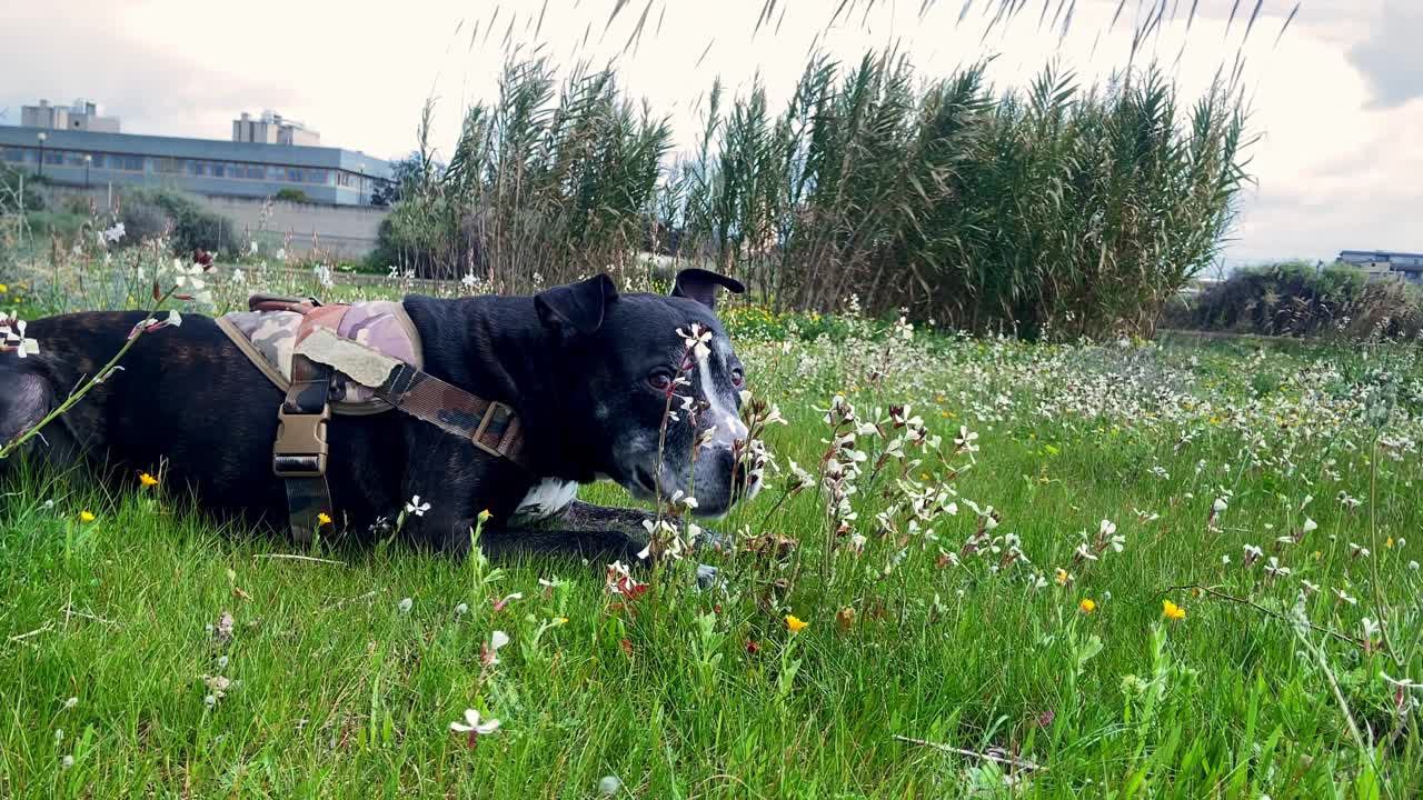 一只美国黑斗牛犬躺在绿油油的草地上视频下载