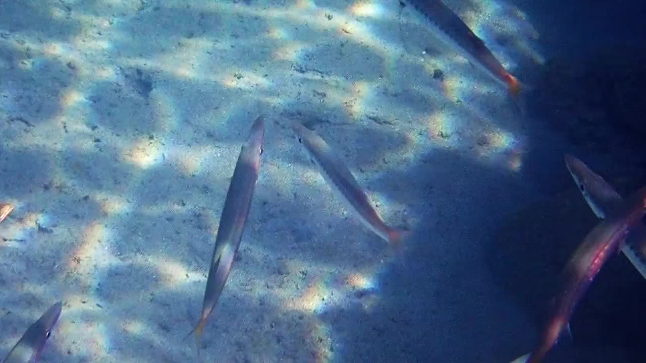 红海大梭鱼的鱼种或幼鱼群视频素材