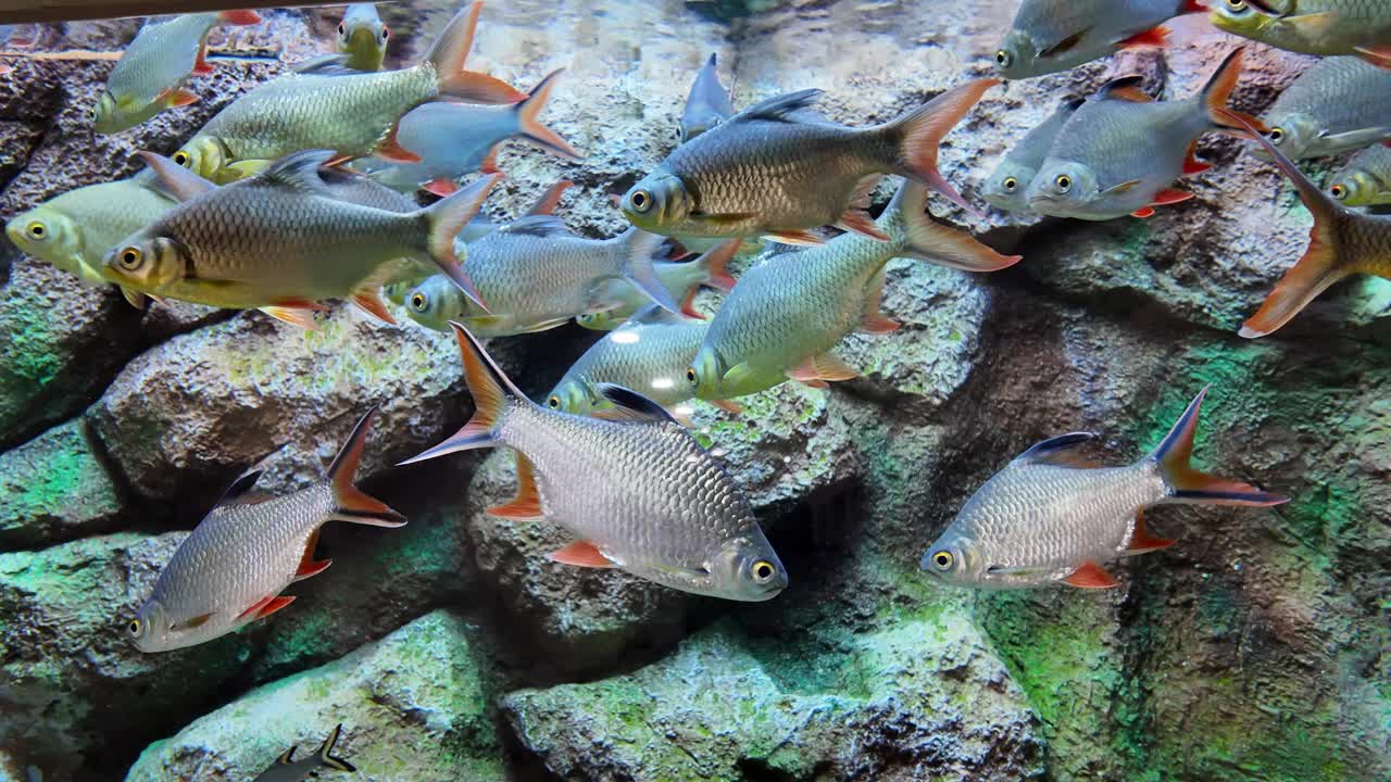 锡箔倒钩的风景。水族鱼。视频素材