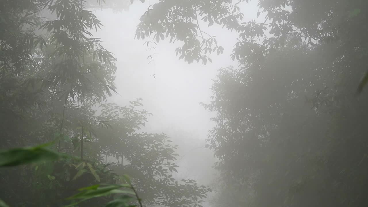 雨季的早晨，雾气笼罩着山上森林里的树木视频素材