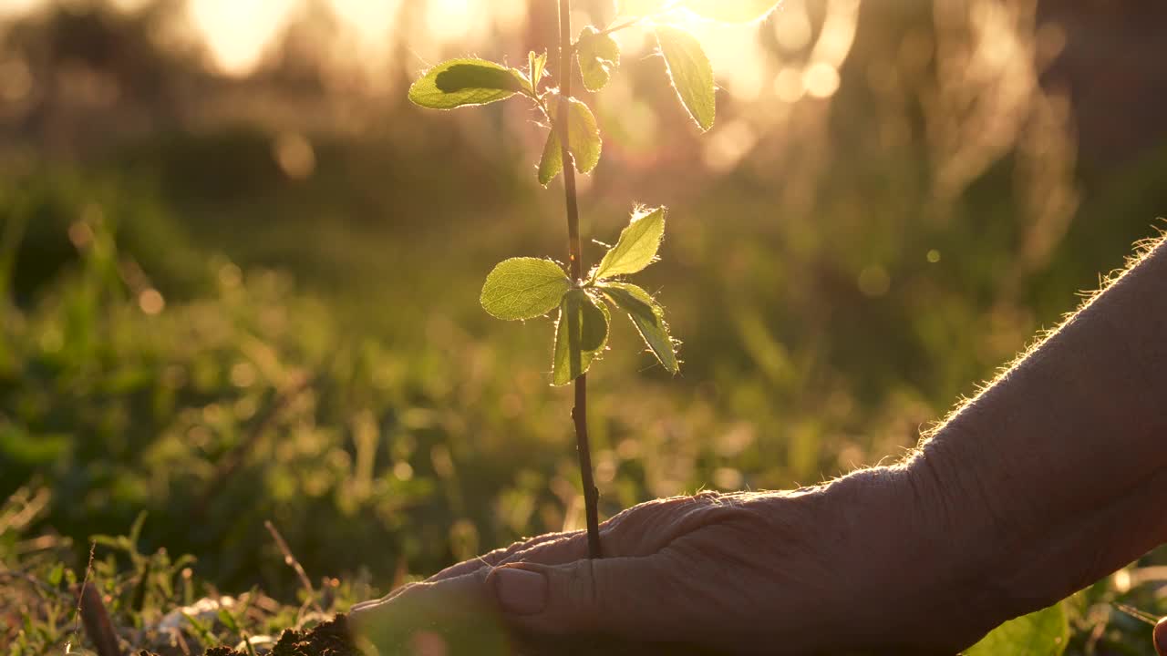 近距离的生态活动家农民的手种植幼树的树苗视频素材