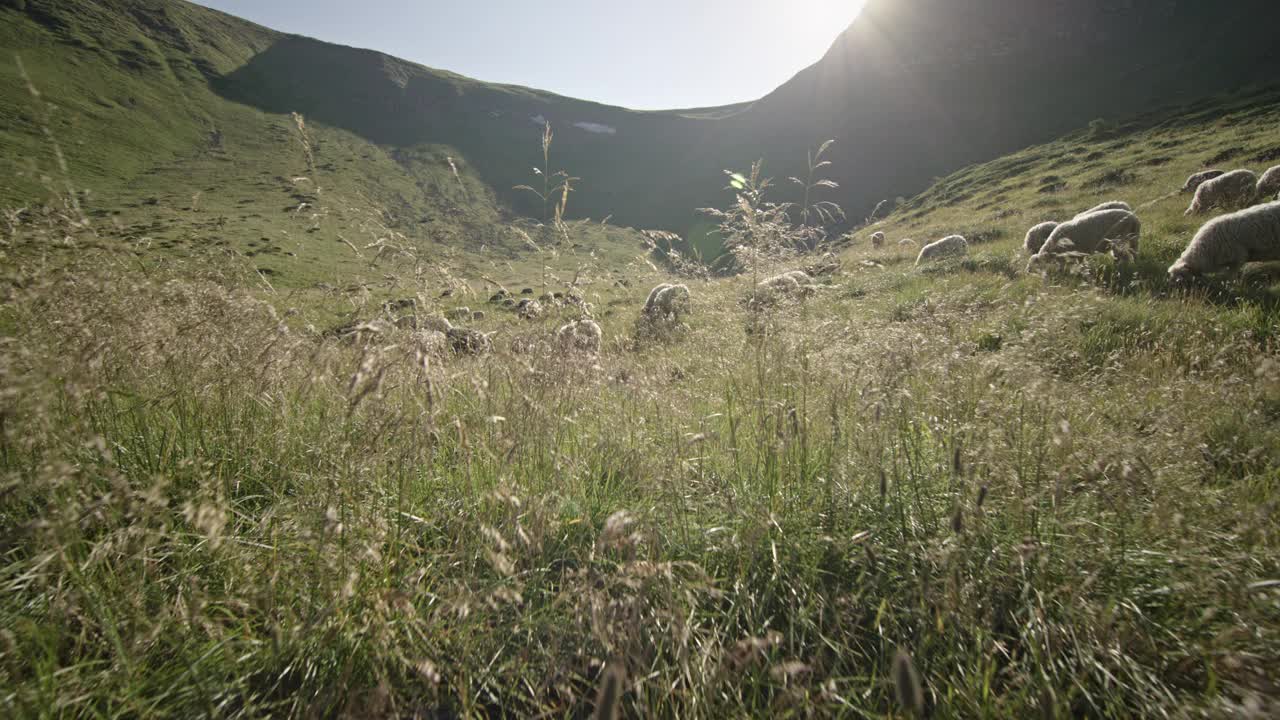 羊在郁郁葱葱的喀尔巴阡山脉平静地吃草，阳光明媚的田园风光与斯坦尼康运动视频素材