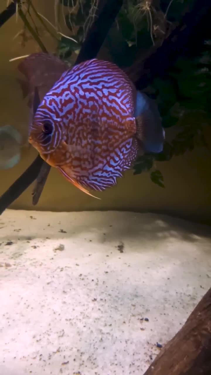 漂亮的铁饼鱼。异国热带鱼铁饼在蓝色的水水族馆。动态拍摄视频下载