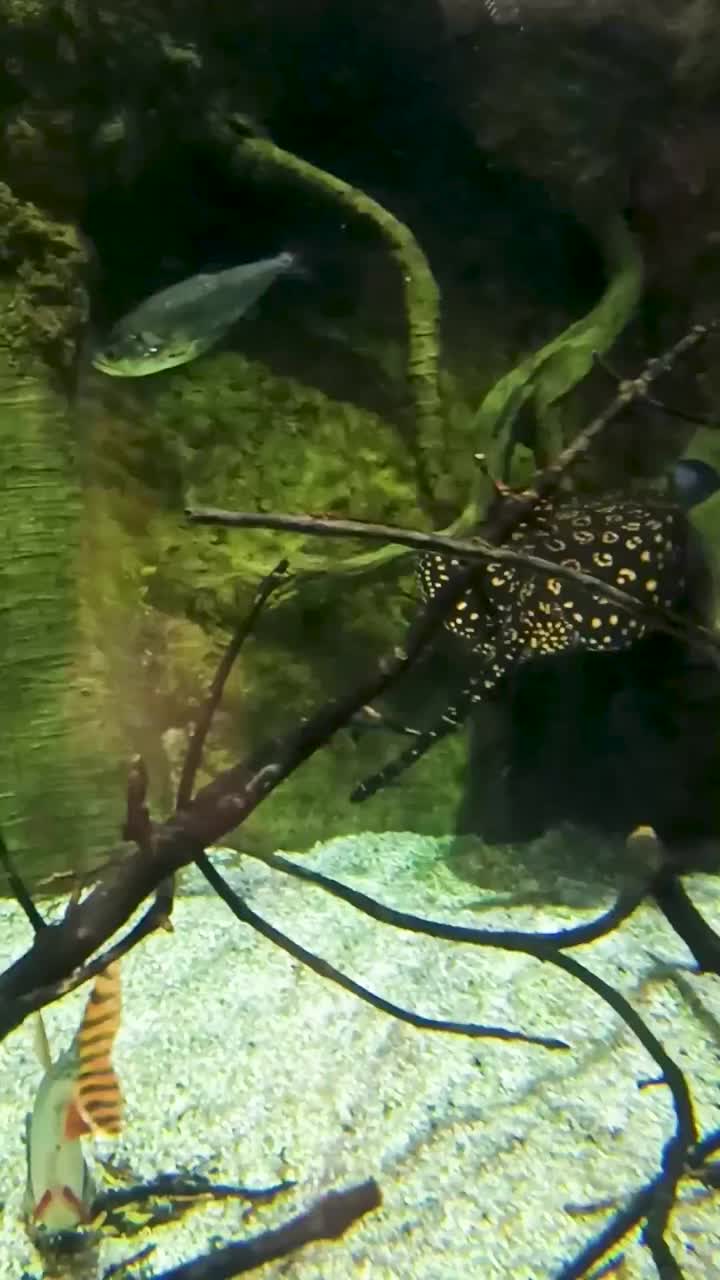 水族馆里的黄貂鱼。豪猪河水下的斑点粪便视频下载