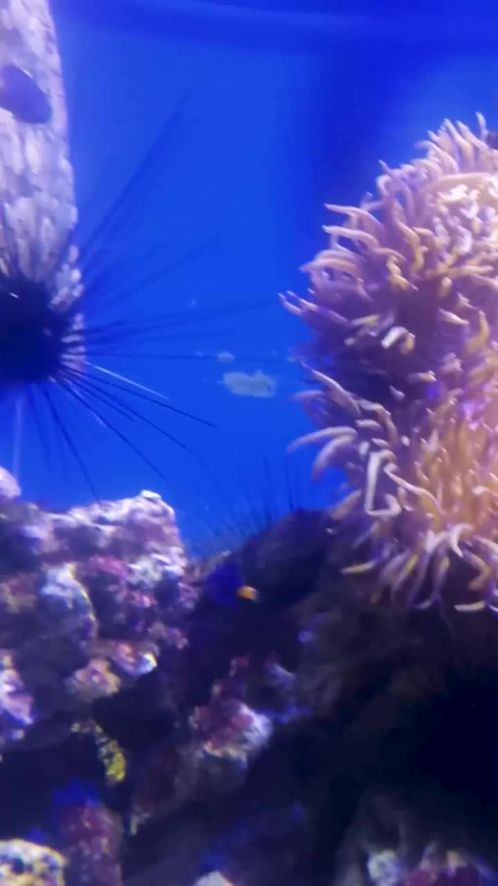 蓝色背景上的珊瑚。海葵是海底世界的深海动物和珊瑚视频下载