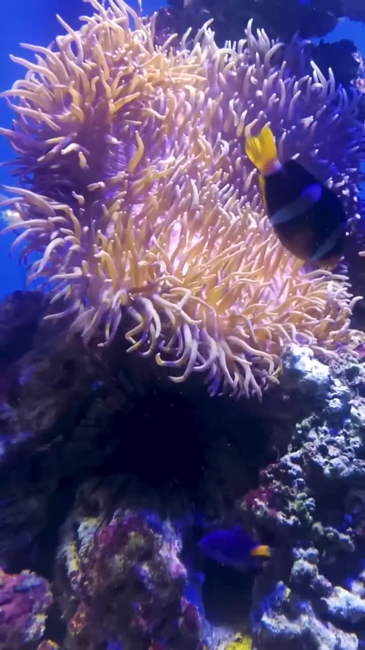 蓝色背景上的珊瑚。海葵是海底世界的深海动物和珊瑚视频下载