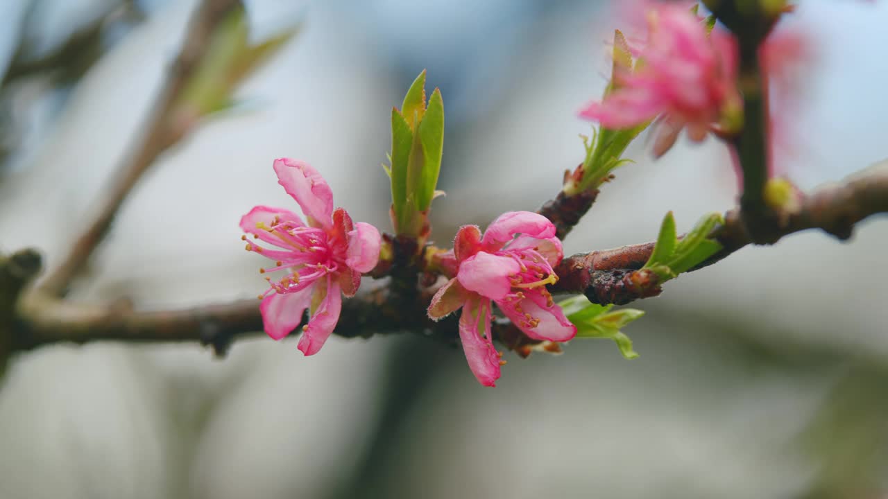 这棵树开满了花。盛开的背景。美丽的自然景观与盛开的树。关闭了。视频素材