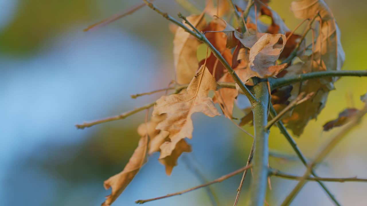 秋天的树叶。秋棕叶栎或北方栎。关闭了。视频素材