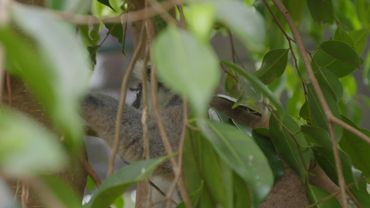 绿树枝间的环尾狐猴。视频素材