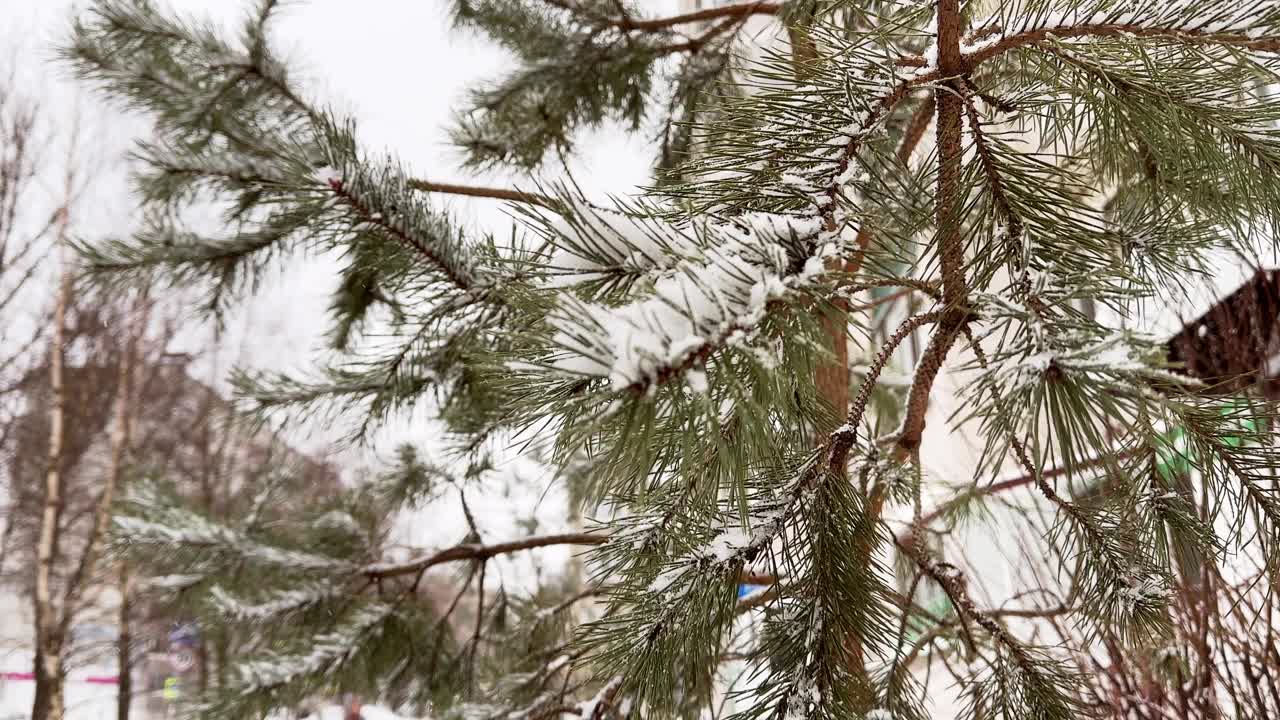 青松在下雪的天气，城市在冬天寒冷的天气，灰色的天空视频素材