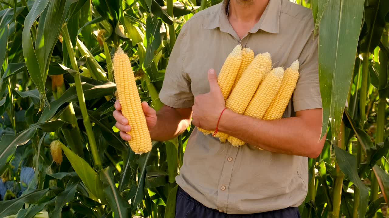 农夫在花园里手里拿着玉米。有选择性的重点。食物。视频下载