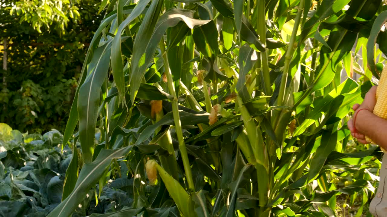 农夫在花园里手里拿着玉米。有选择性的重点。食物。视频素材