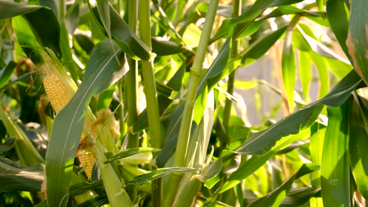 玉米在花园里生长。有选择性的重点。食物。视频素材