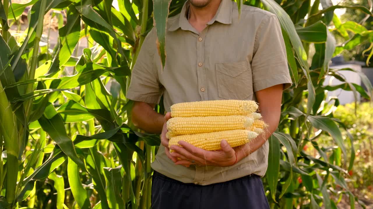农夫在花园里手里拿着玉米。有选择性的重点。食物。视频素材