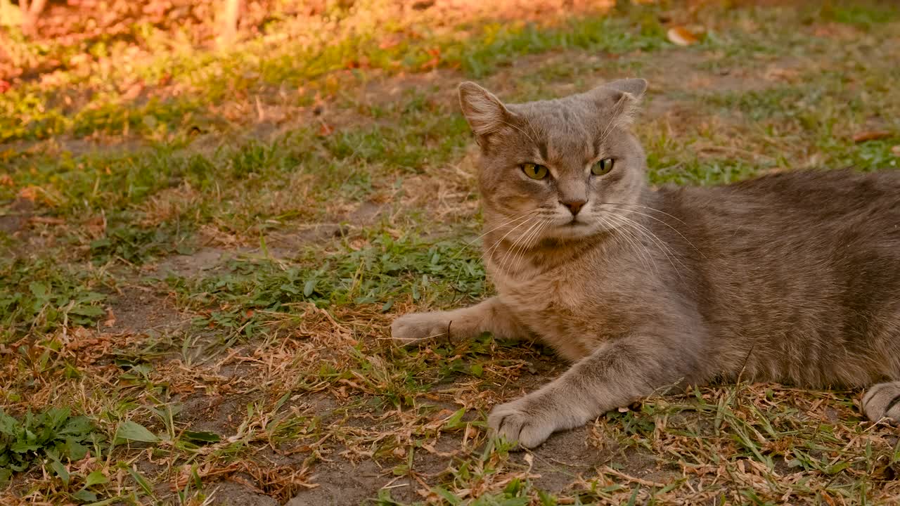 猫躺在草地上。有选择性的重点。的动物。视频下载