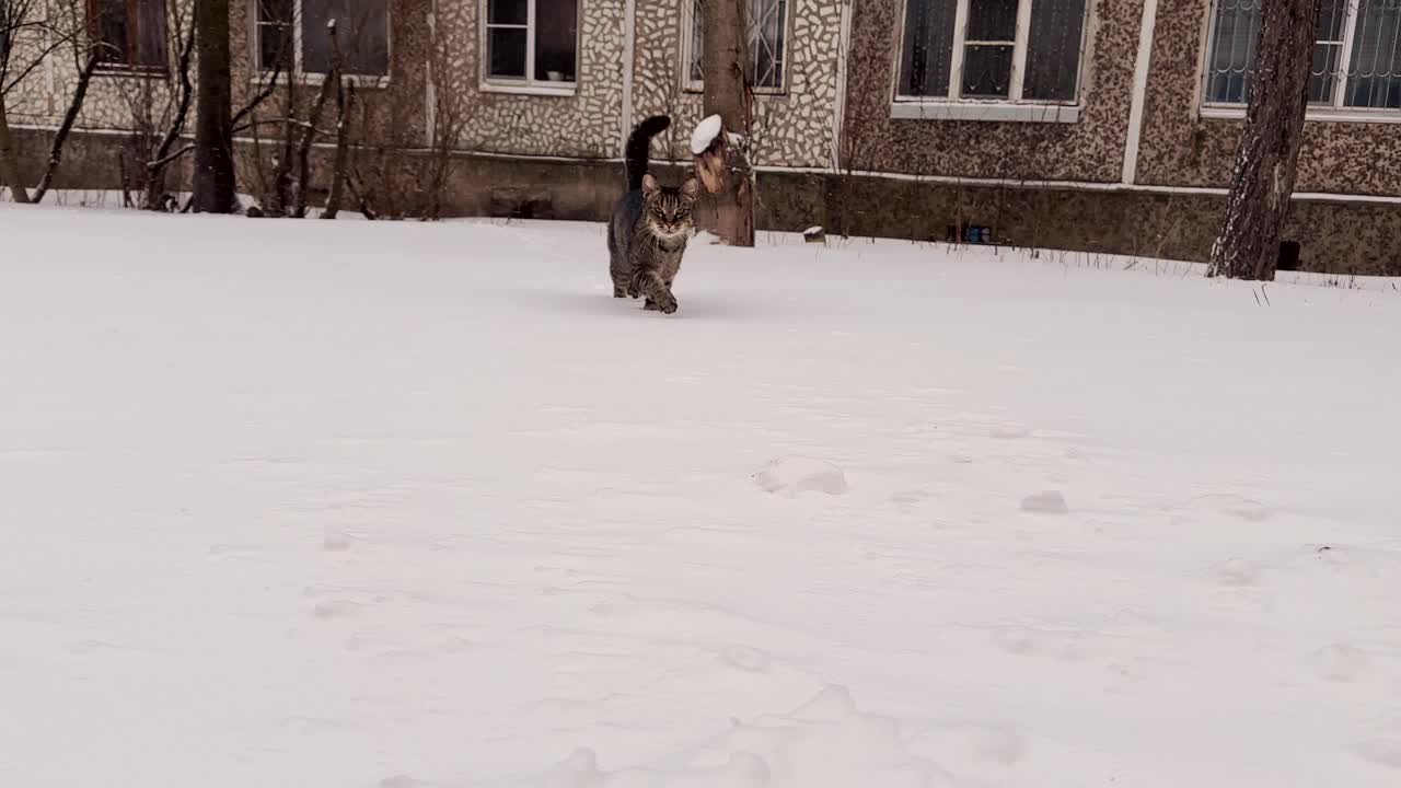 无家可归的灰条纹猫在街上，在寒冷的冬天在户外的雪地上奔跑，特写，看着相机，城市场景视频下载