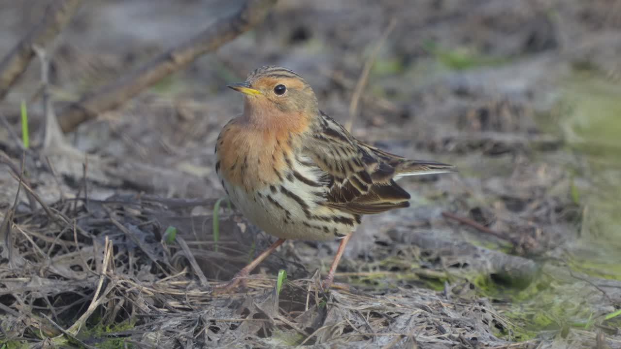 红喉鸟(Anthus cervinus)小心翼翼地走在去年的干草丛中。视频素材