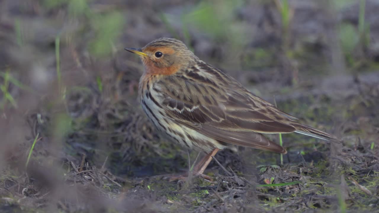 红喉鸟(Anthus cervinus)小心翼翼地走在去年的干草丛中。视频素材