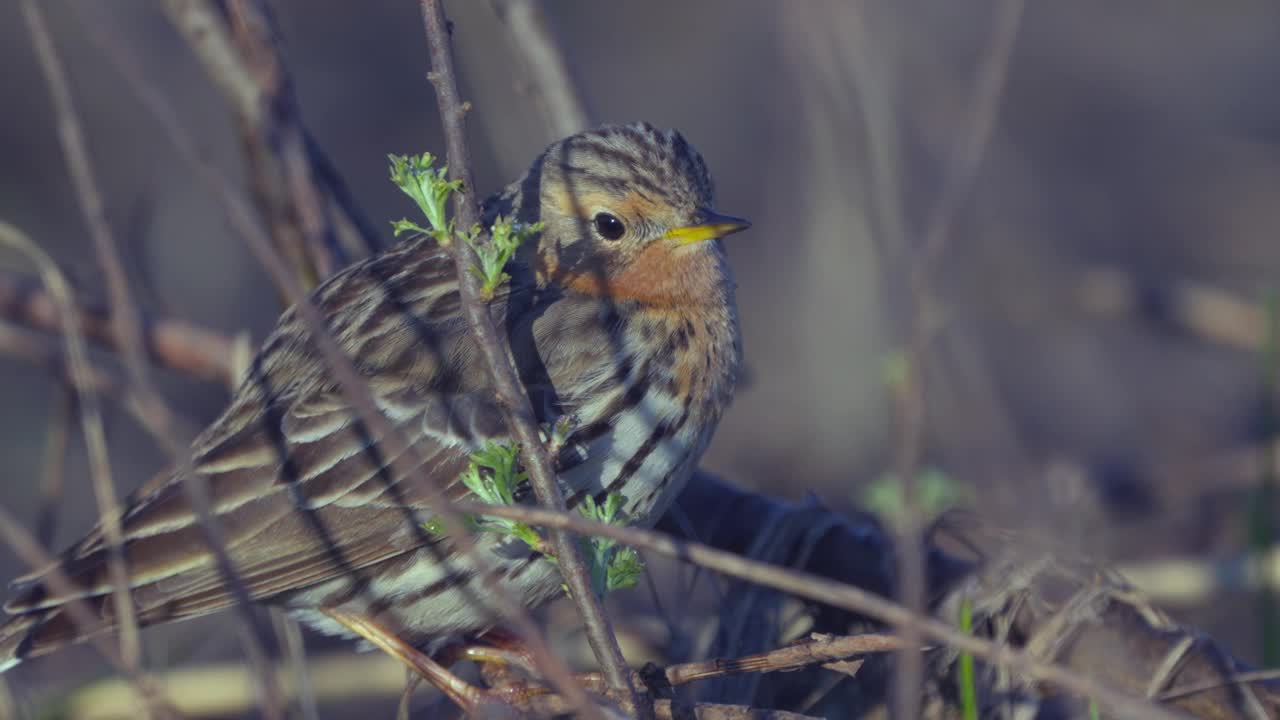 红喉鸟(Anthus cervinus)小心翼翼地走在去年的干草丛中。视频素材