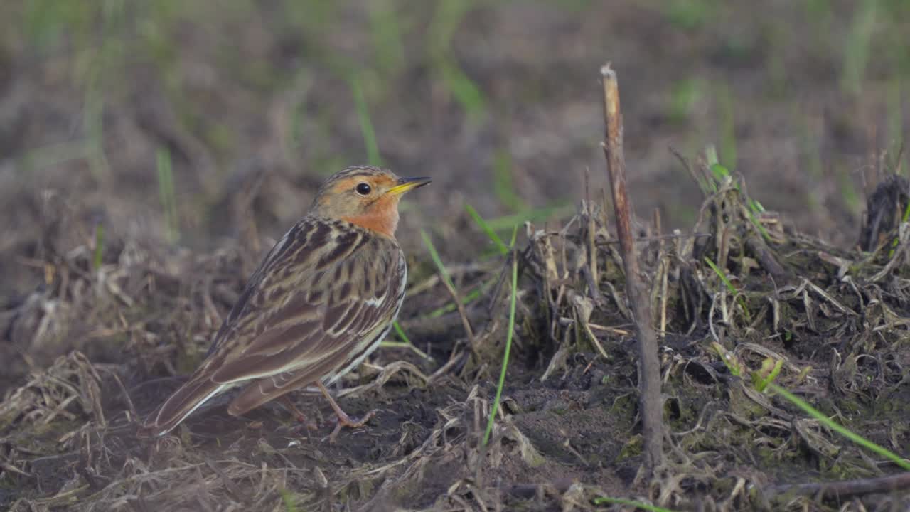 红喉鸟(Anthus cervinus)小心翼翼地走在去年的干草丛中。视频素材