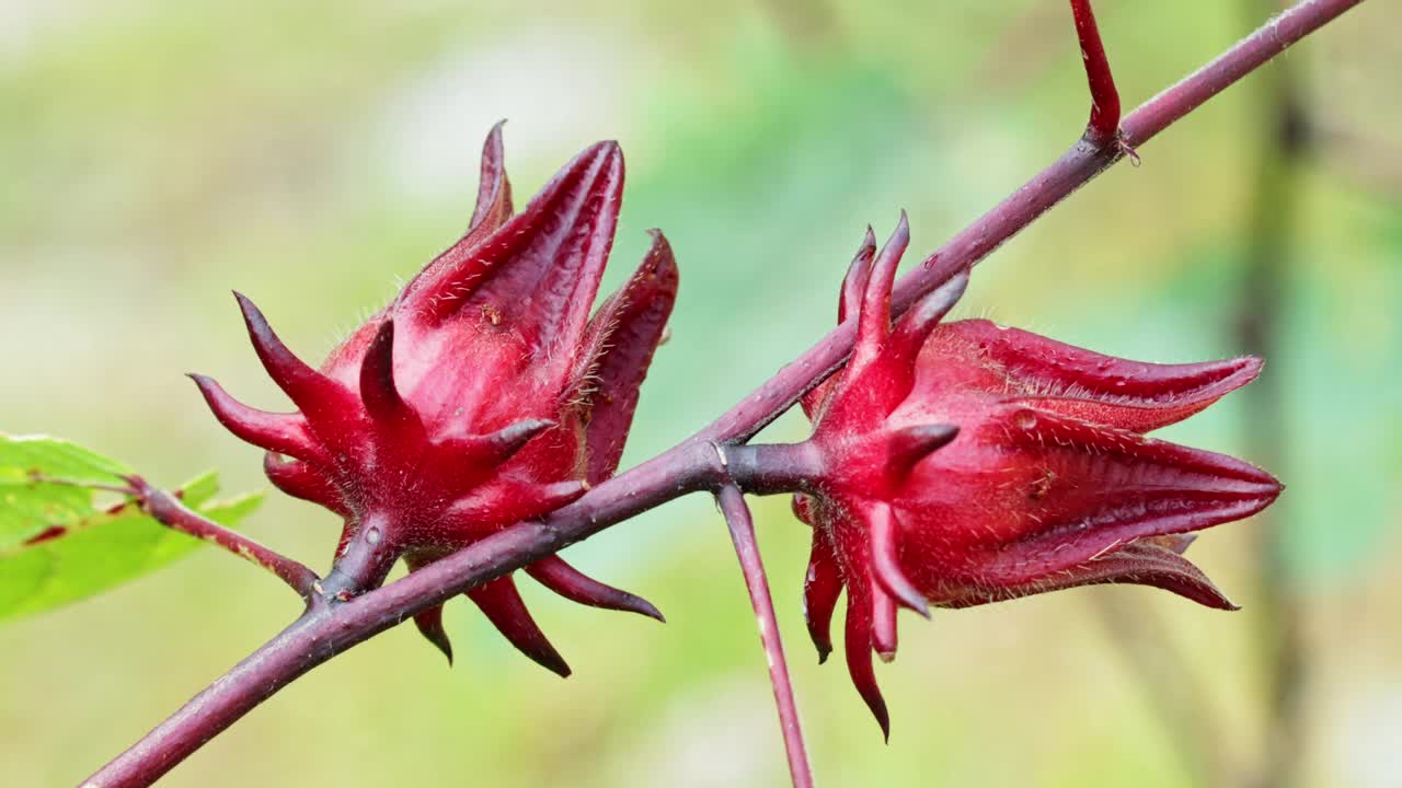 红蚂蚁走在玫瑰花果上视频素材