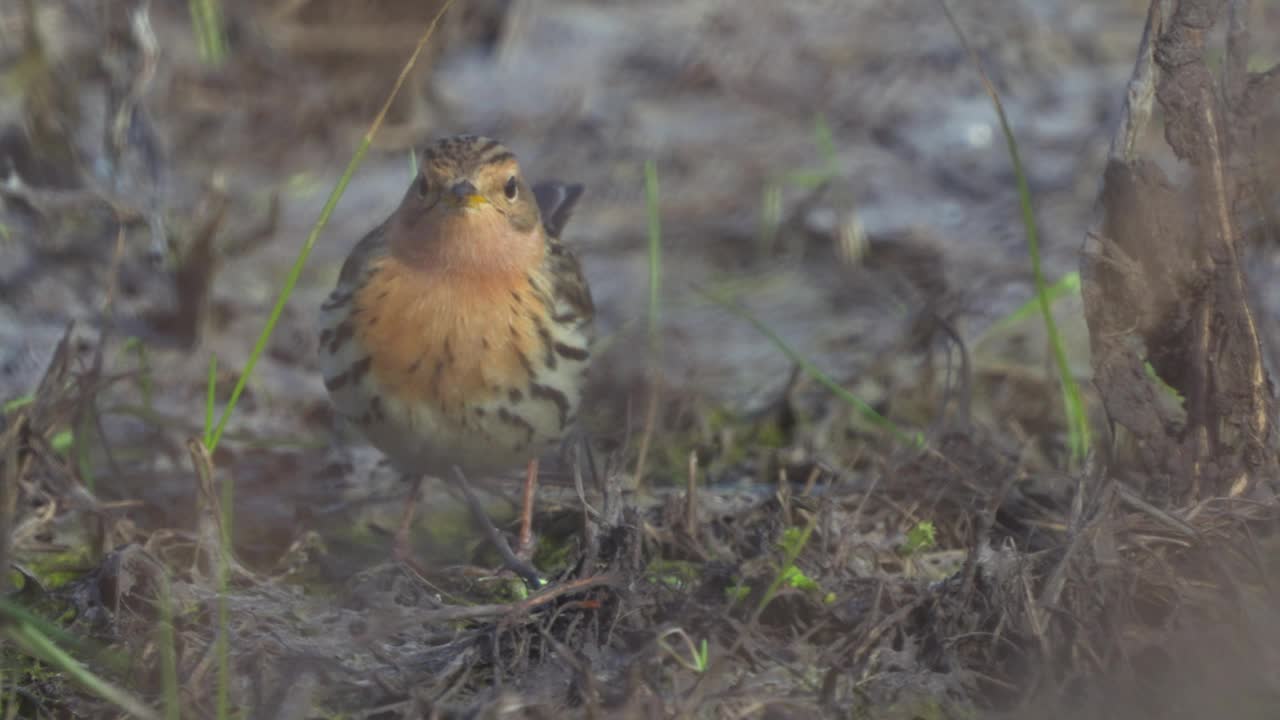 红喉鸟(Anthus cervinus)小心翼翼地走在去年的干草丛中。视频素材