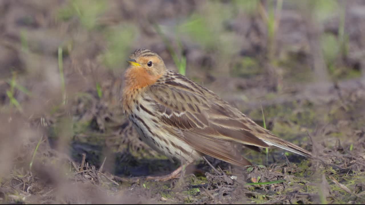 红喉鸟(Anthus cervinus)小心翼翼地走在去年的干草丛中。视频素材