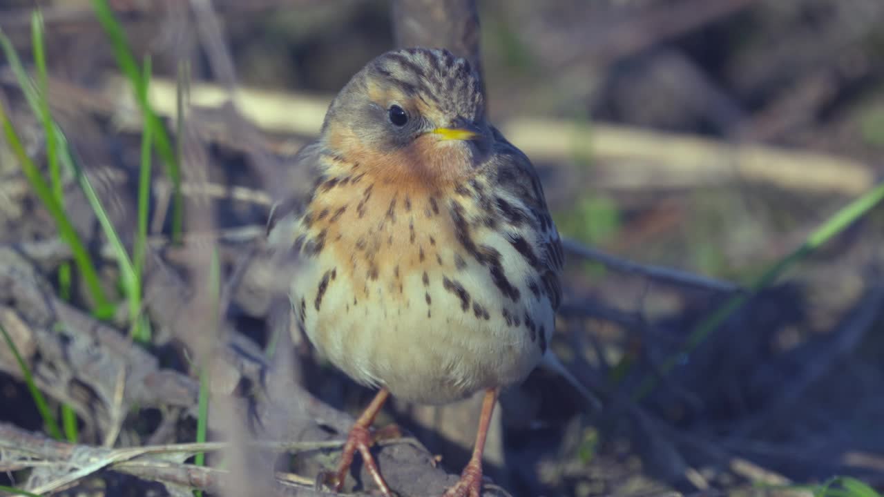 红喉鸟(Anthus cervinus)小心翼翼地走在去年的干草丛中。视频素材