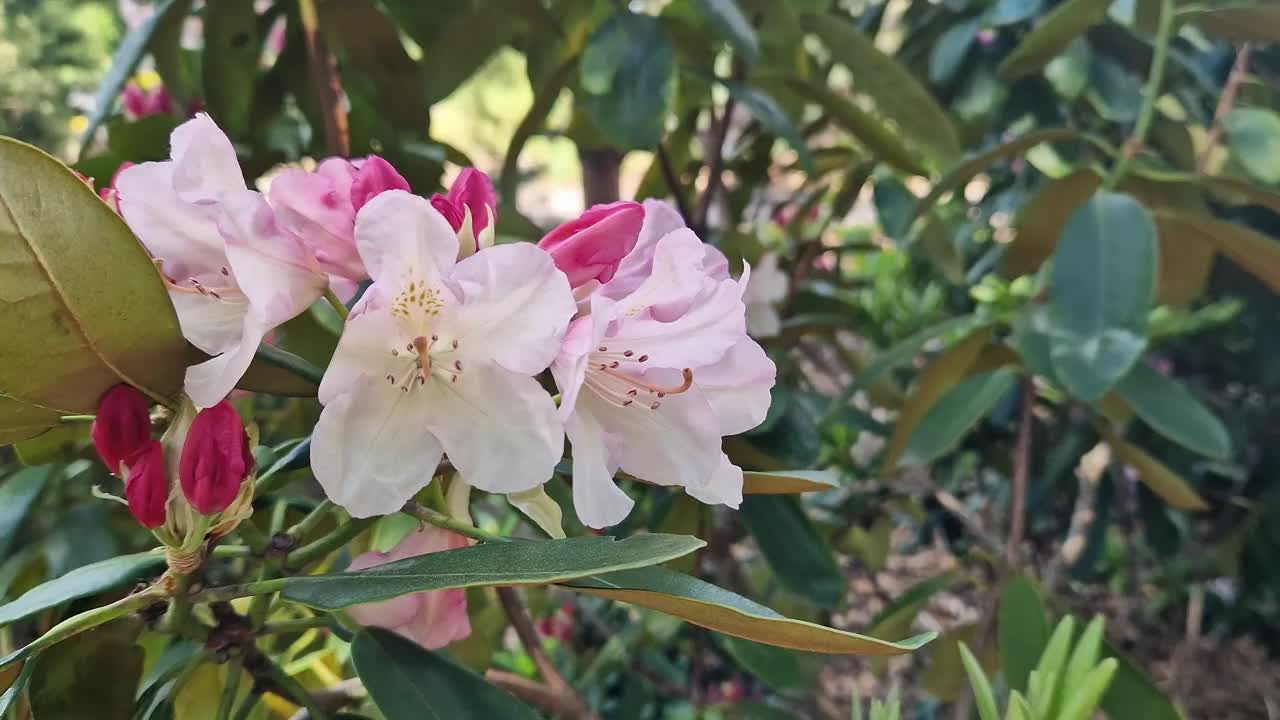 短枝杜鹃花，有粉红色的花，特写视频素材