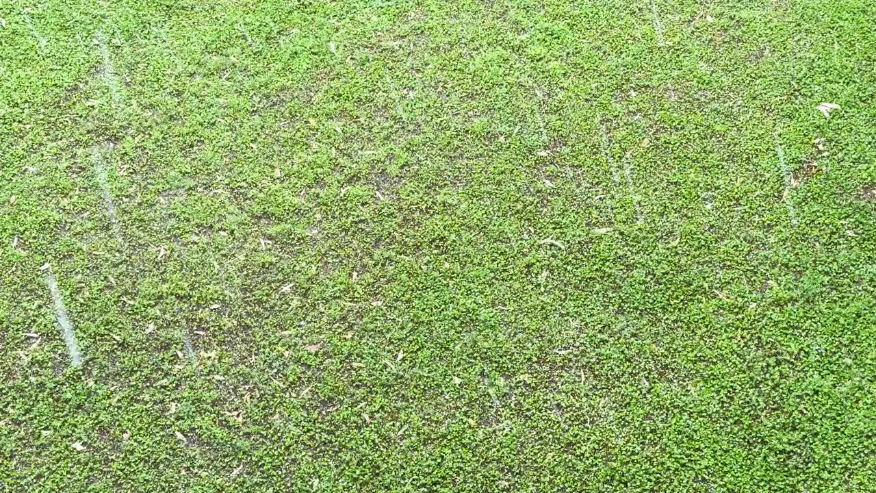 夏天，雨滴落在绿草地上的特写。夏天给草坪种植园浇水视频下载