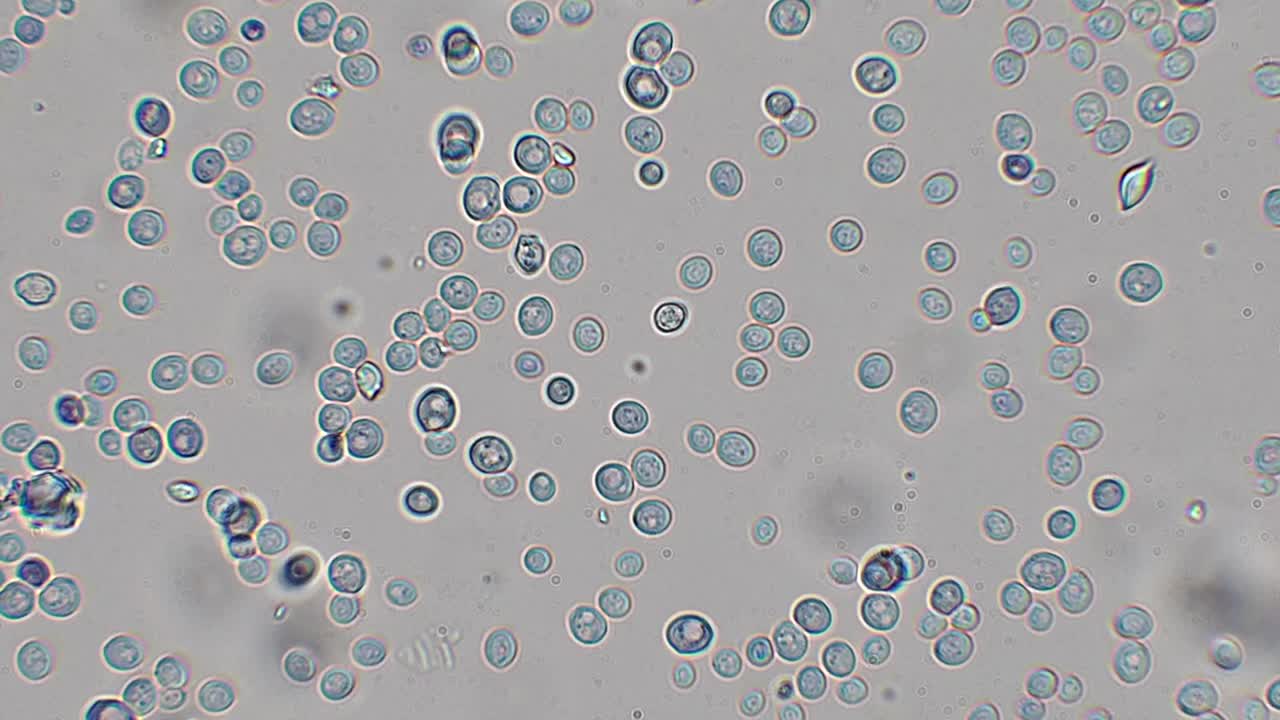 显微镜下的酵母细胞(烘焙酵母)-光学显微镜x1000放大视频下载