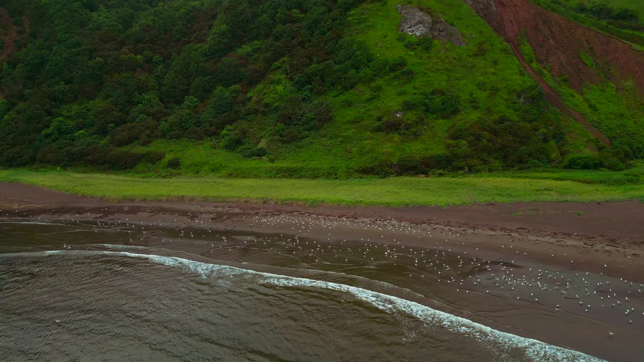 野生海岸与落基山脉的俯视图。夹。一群海鸥在海岸上，背景是令人惊叹的山脉。阴天，山岛野沙滩上的海鸥视频素材