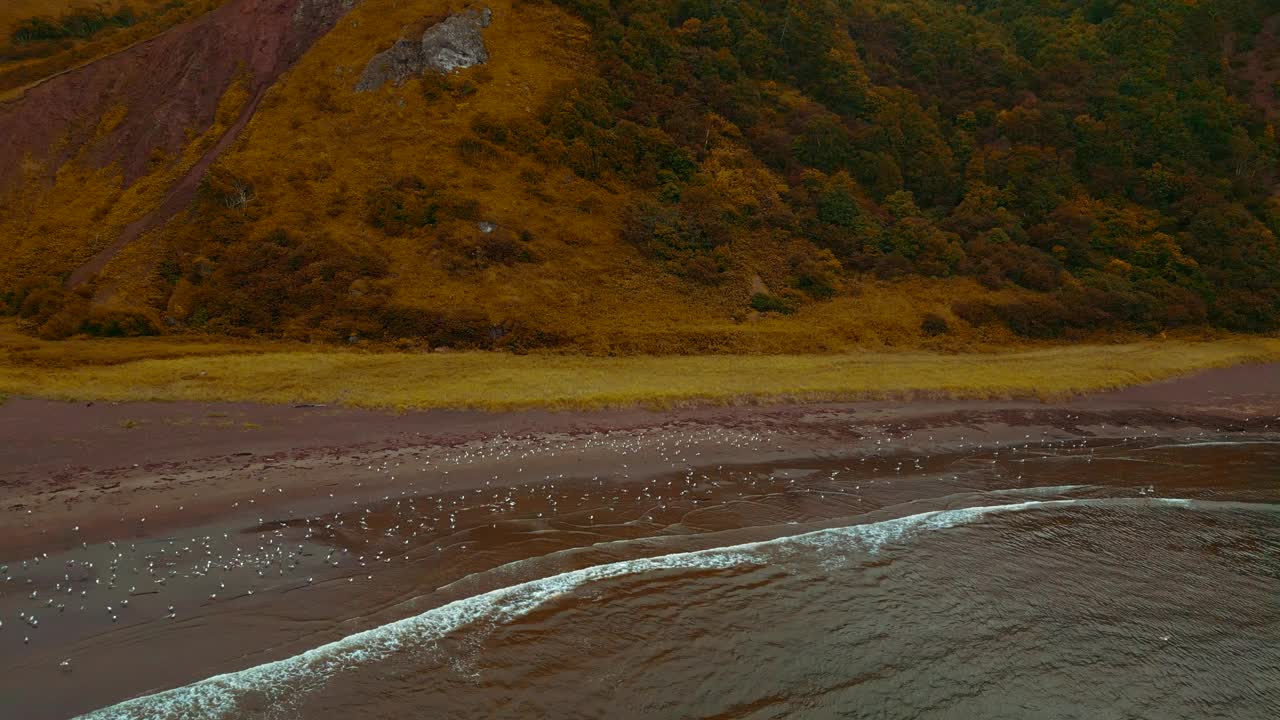 野生海岸与落基山脉的俯视图。夹。一群海鸥在海岸上，背景是令人惊叹的山脉。阴天，山岛野沙滩上的海鸥视频素材